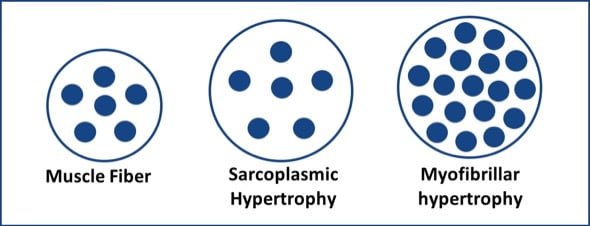 strength-vs-size-know-the-difference-fitncyclopedia